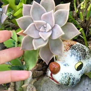 (6) Six Real Ghost plant succulent leaves plantlets